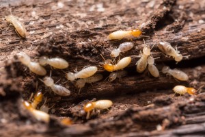 termite inspections mahwah nj