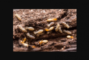 termite inspections bergen county nj