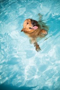 pool-inspector-bergen-county-nj